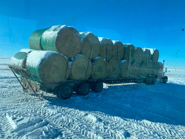 Excellent Quality Alfalfa Hay - Photo 5