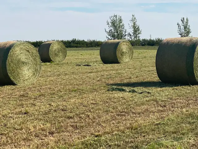 Excellent Quality Alfalfa Hay - Photo 6