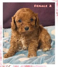 Cavapoo puppies❤️❤️❤️