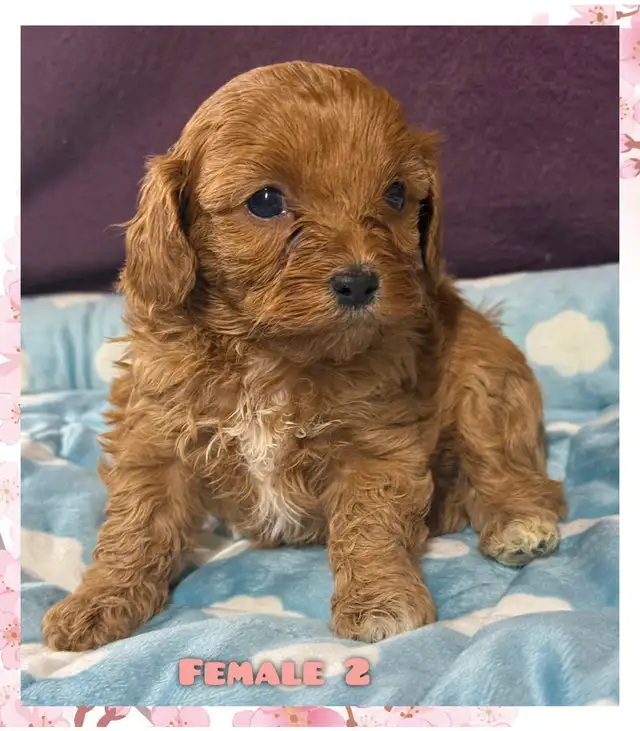Cavapoo puppies❤️❤️❤️ - Photo 2
