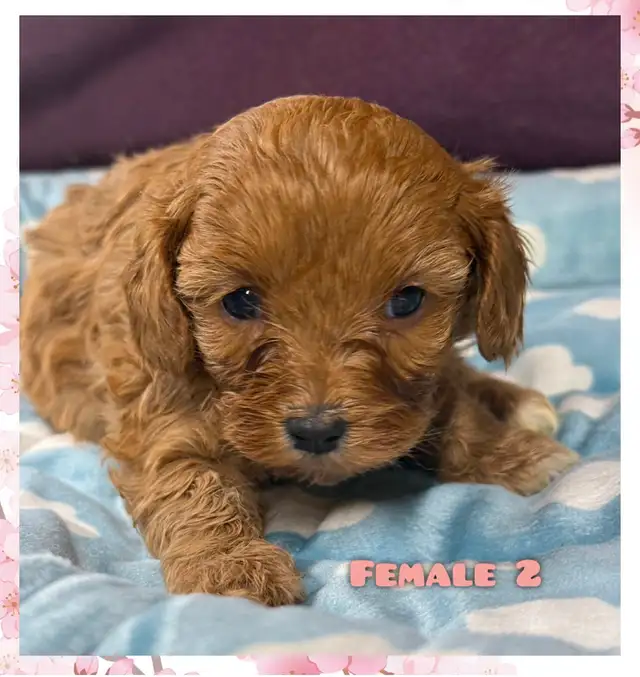 Cavapoo puppies❤️❤️❤️ - Photo 3