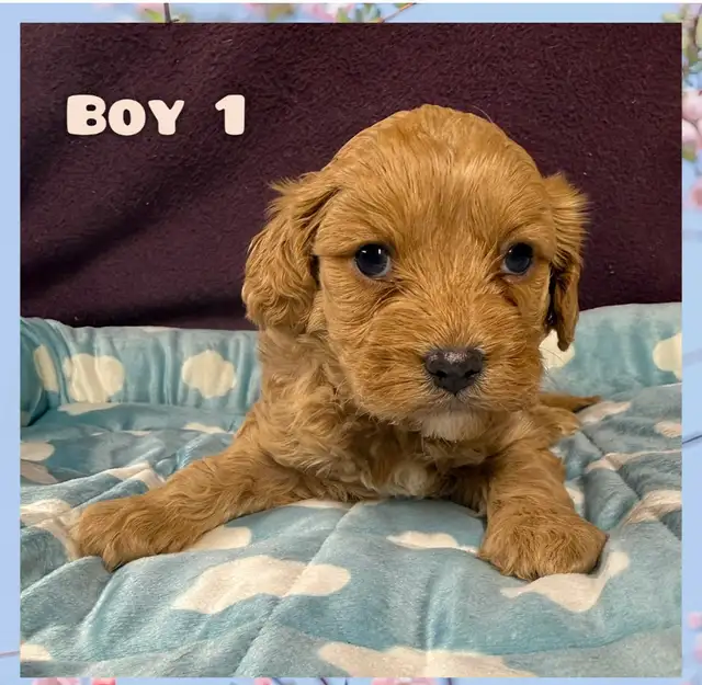 Cavapoo puppies❤️❤️❤️ - Photo 4