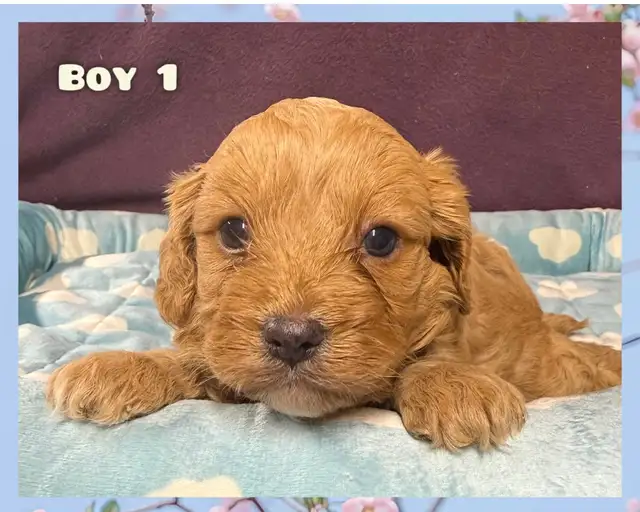 Cavapoo puppies❤️❤️❤️ - Photo 5