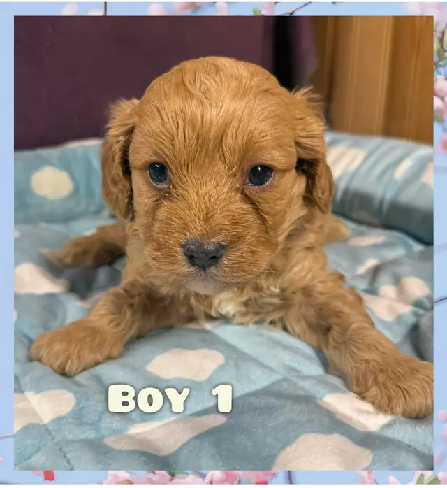 Cavapoo puppies❤️❤️❤️ - Photo 6
