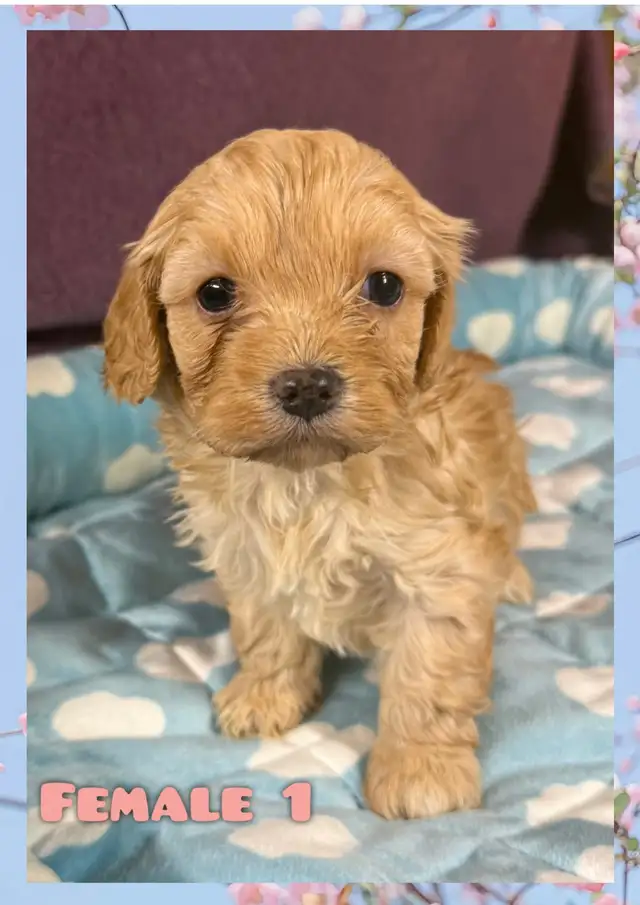 Cavapoo puppies❤️❤️❤️ - Photo 7