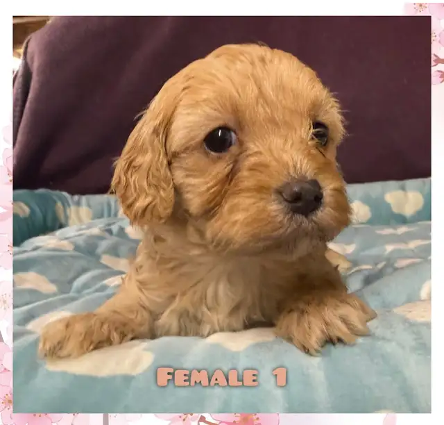 Cavapoo puppies❤️❤️❤️ - Photo 8