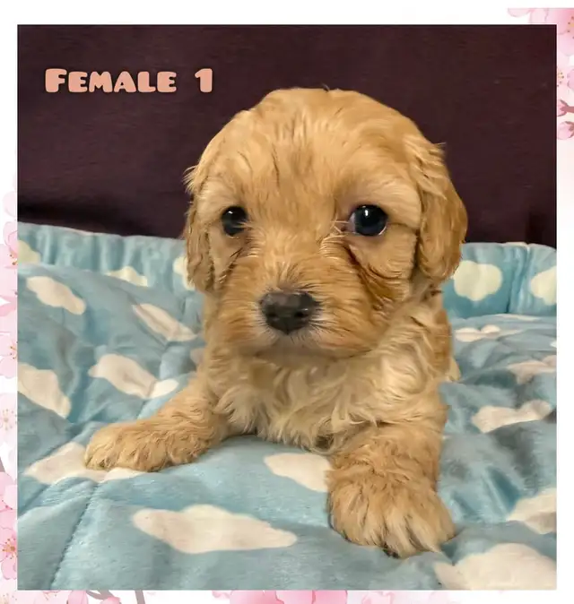 Cavapoo puppies❤️❤️❤️ - Photo 9
