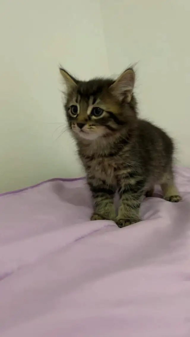 Siberian male flufy kitten