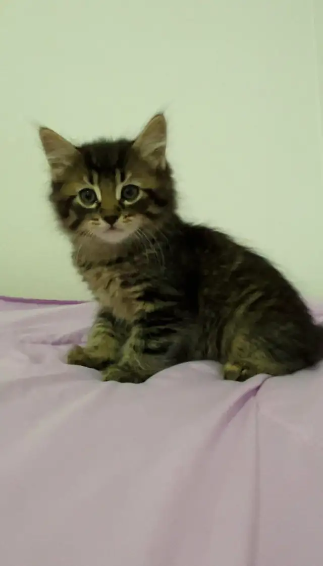 Siberian male flufy kitten - Photo 3