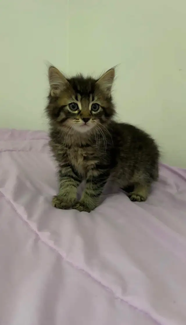 Siberian male flufy kitten - Photo 5