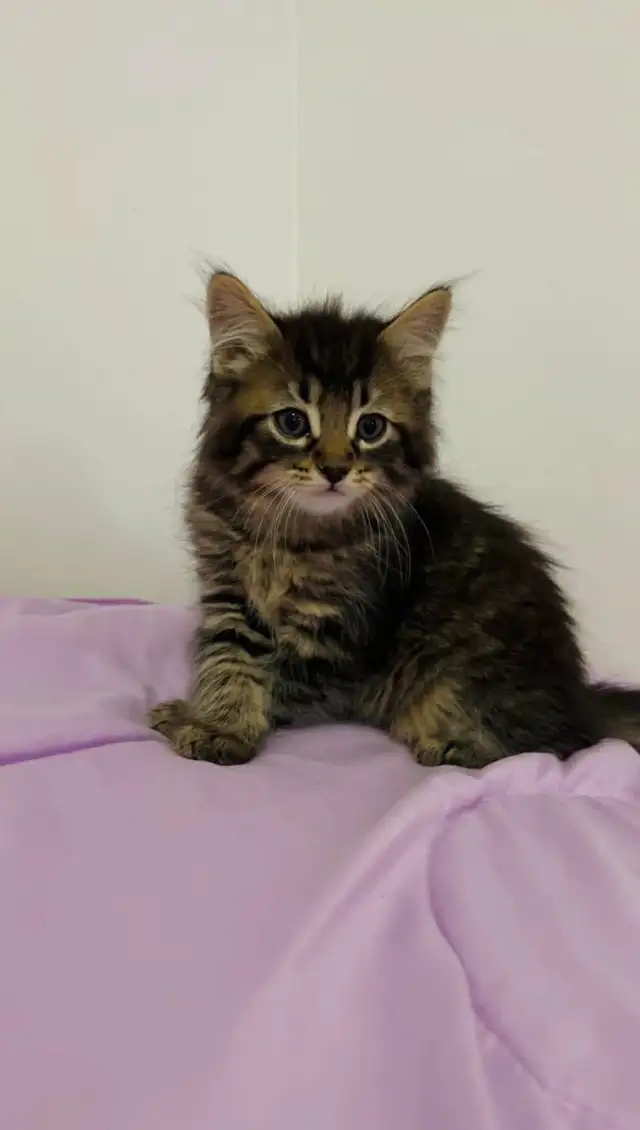 Siberian male flufy kitten - Photo 6