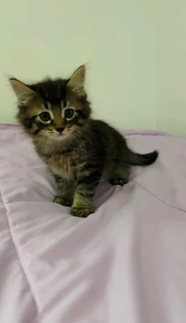 Siberian male flufy kitten - Photo 7