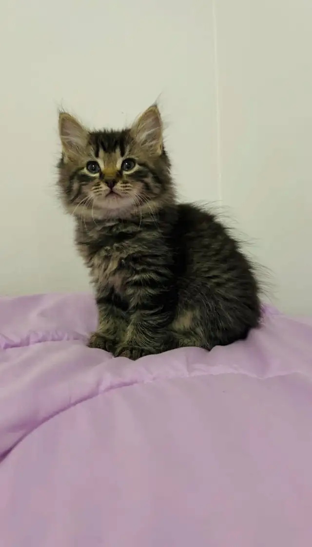 Siberian male flufy kitten - Photo 9