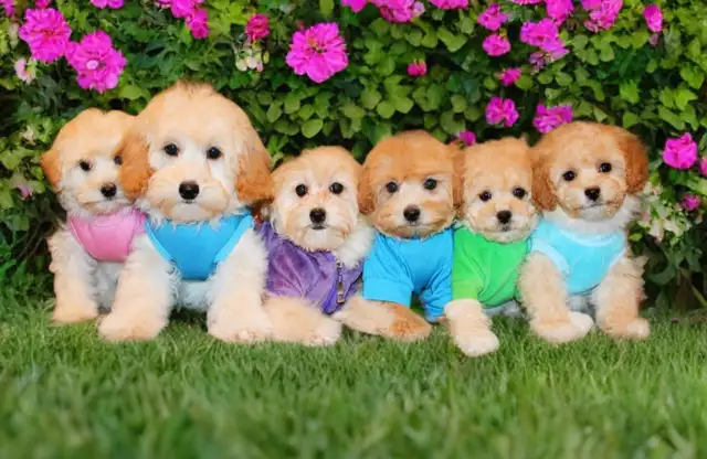 APRICOT TEDDY MALTIPOO’S 647-838-6762