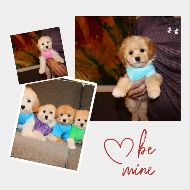APRICOT TEDDY MALTIPOO’S 647-838-6762 - Photo 2
