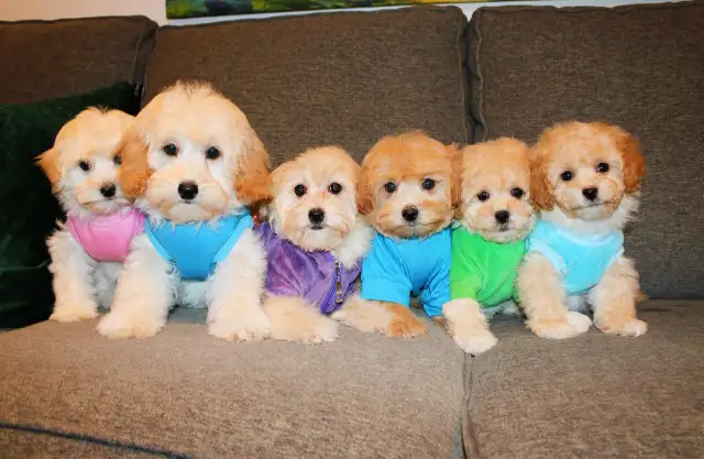 APRICOT TEDDY MALTIPOO’S 647-838-6762 - Photo 3