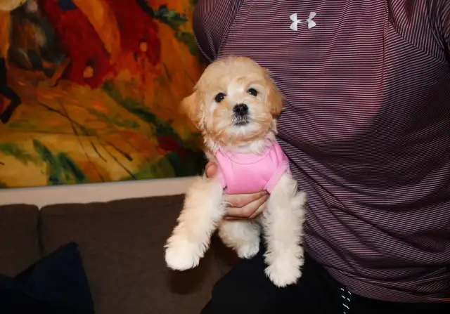 APRICOT TEDDY MALTIPOO’S 647-838-6762 - Photo 4