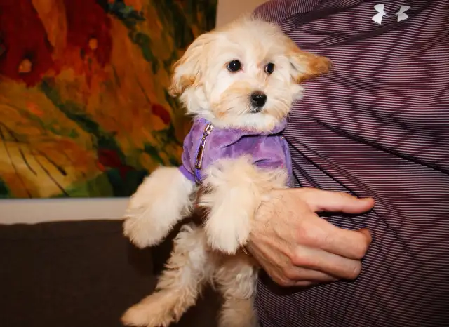 APRICOT TEDDY MALTIPOO’S 647-838-6762 - Photo 5