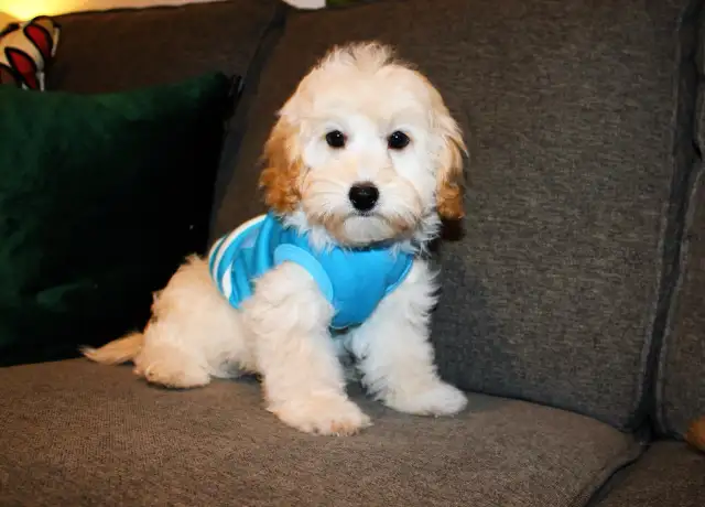 APRICOT TEDDY MALTIPOO’S 647-838-6762 - Photo 6