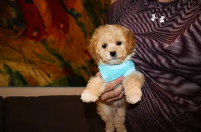 APRICOT TEDDY MALTIPOO’S 647-838-6762 - Photo 7