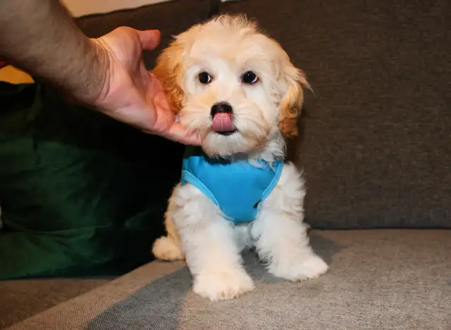 APRICOT TEDDY MALTIPOO’S 647-838-6762 - Photo 8