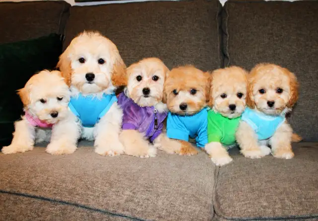 APRICOT TEDDY MALTIPOO’S 647-838-6762 - Photo 9