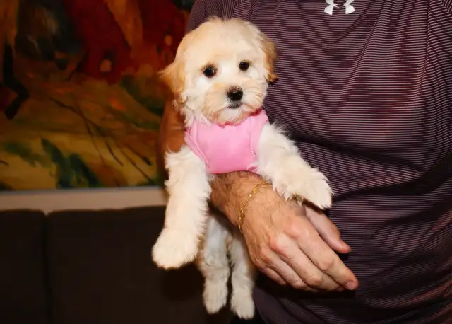 APRICOT TEDDY MALTIPOO’S 647-838-6762 - Photo 10