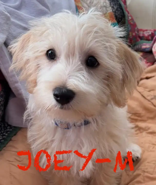 LAST MORKIE MALE - Photo 2