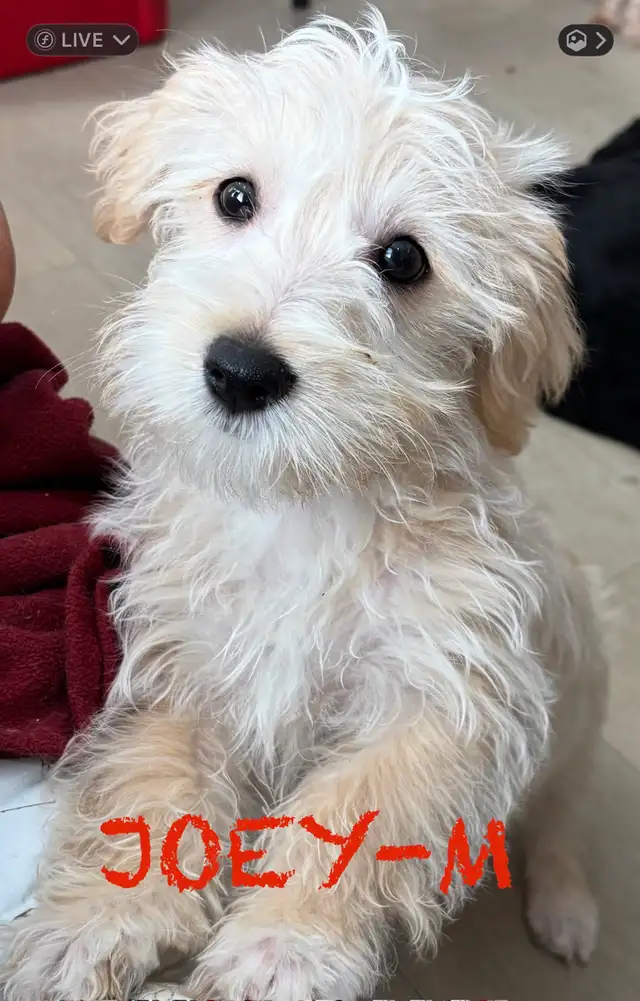 LAST MORKIE MALE - Photo 3