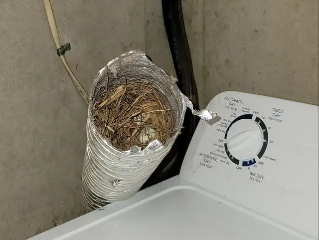 Dryer vent cleaning $80