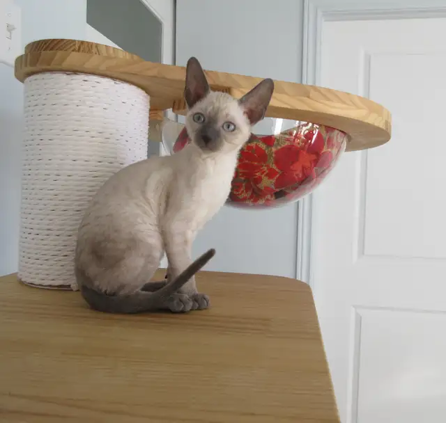 rex cornish vermifugé, micropucé