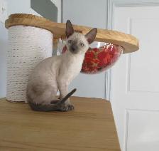 rex cornish vermifugé, micropucé