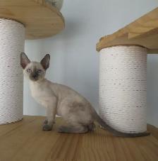 rex cornish vermifugé, micropucé - Photo 2