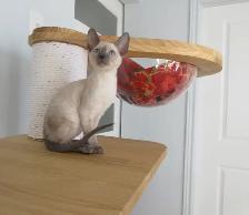 rex cornish vermifugé, micropucé - Photo 3