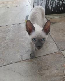 rex cornish vermifugé, micropucé - Photo 4