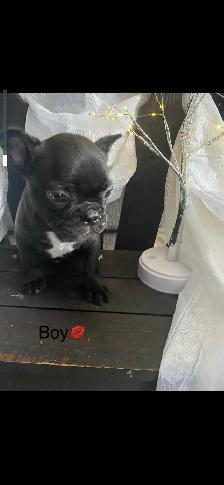 Frenchton’s - Photo 2