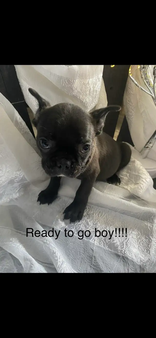 Frenchton’s - Photo 3