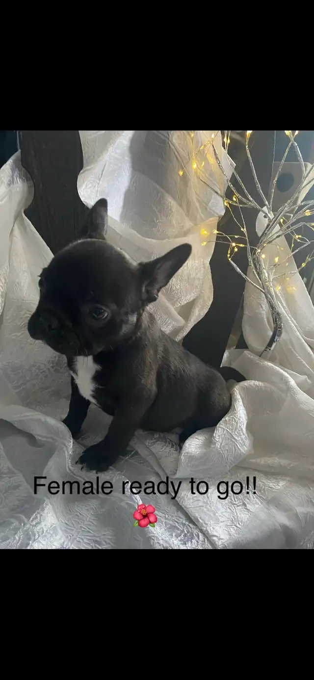 Frenchton’s - Photo 4