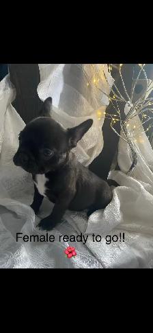 Frenchton’s - Photo 4