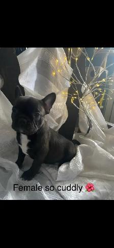 Frenchton’s - Photo 5