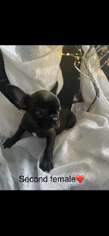 Frenchton’s - Photo 6