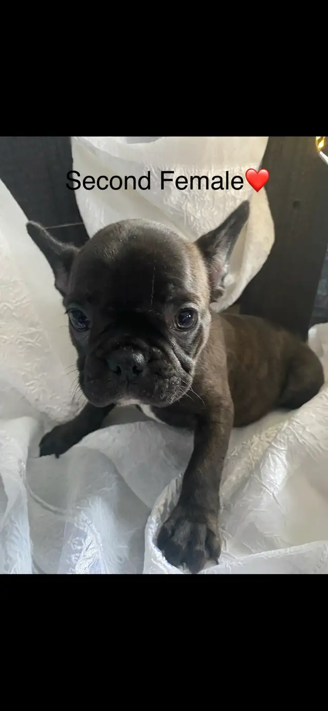 Frenchton’s - Photo 7