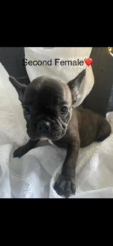 Frenchton’s - Photo 7