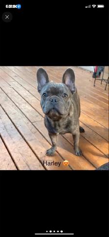 Frenchton’s - Photo 9