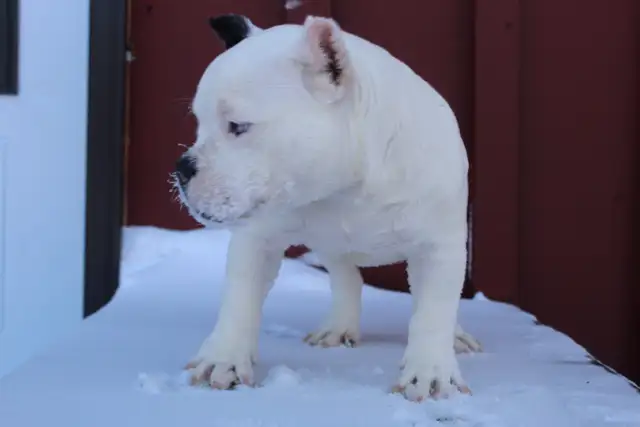 Exotic American Bulldog Puppies. Ready 2 Go.