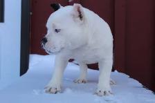 Exotic American Bulldog Puppies. Ready 2 Go.