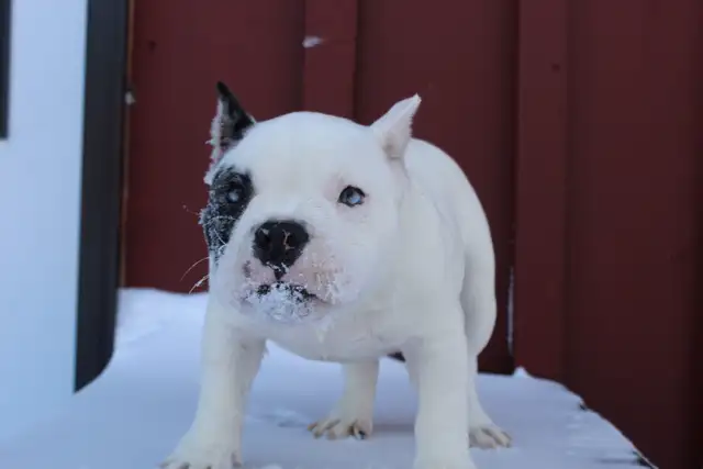 Exotic American Bulldog Puppies. Ready 2 Go. - Photo 2