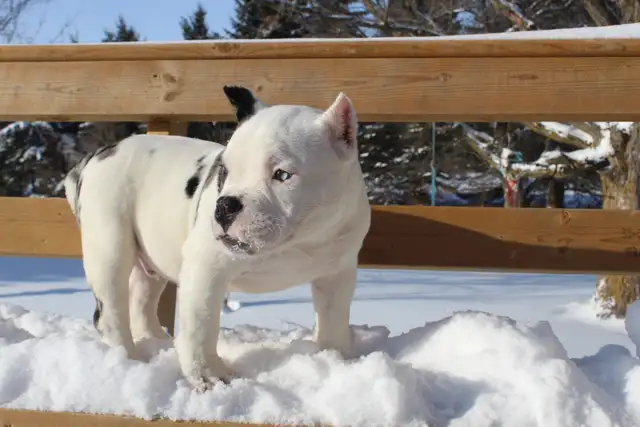 Exotic American Bulldog Puppies. Ready 2 Go. - Photo 3