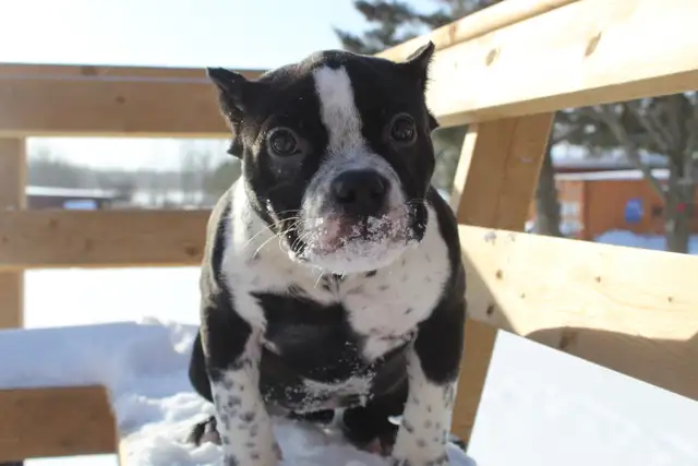Exotic American Bulldog Puppies. Ready 2 Go. - Photo 4