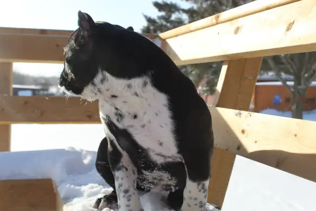 Exotic American Bulldog Puppies. Ready 2 Go. - Photo 5